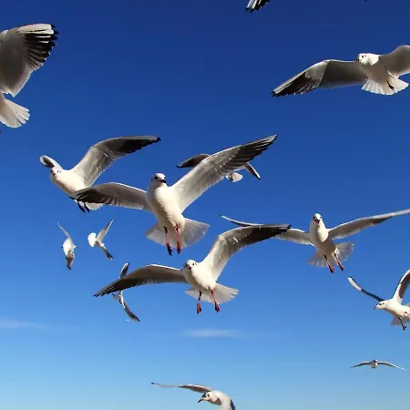 Apartmán Appartementhaus Moewe Haus Moewe - 3 